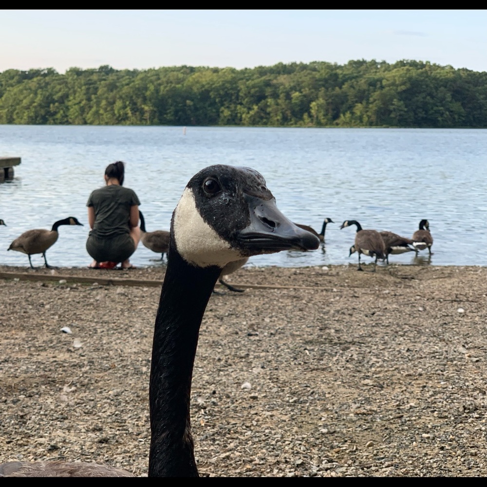 Meet your Posher, Ryan